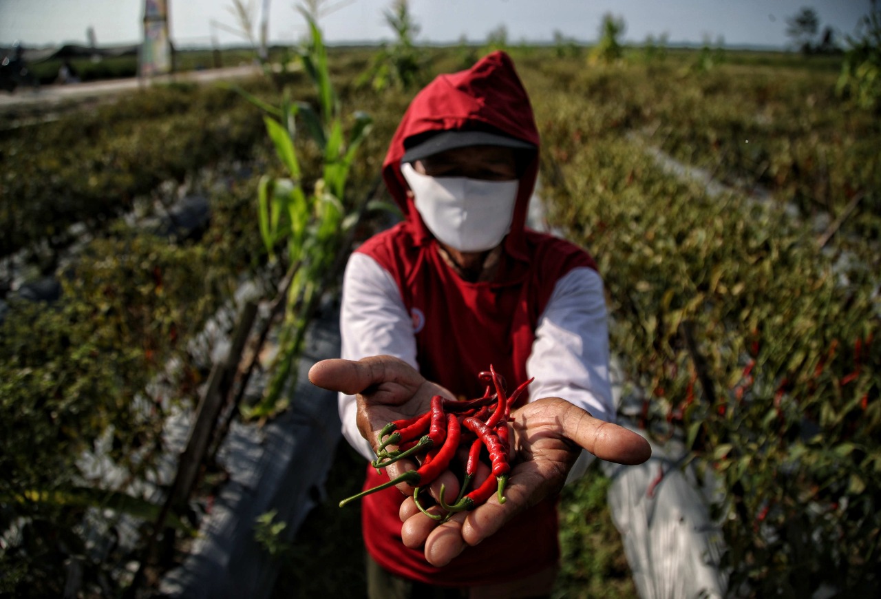 Perjuangan Warga Lubuk Cuik Menjaga Pedasnya Komoditas Cabai Sumatera Utara