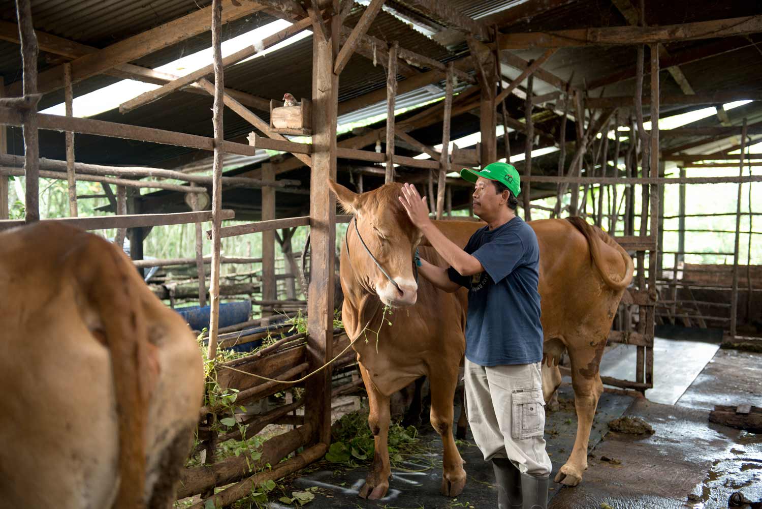 Grup MIND ID Dukung Peningkatan Gizi Nasional Melalui Penyaluran 732 Hewan Kurban di Hari Raya Iduladha 1446 H