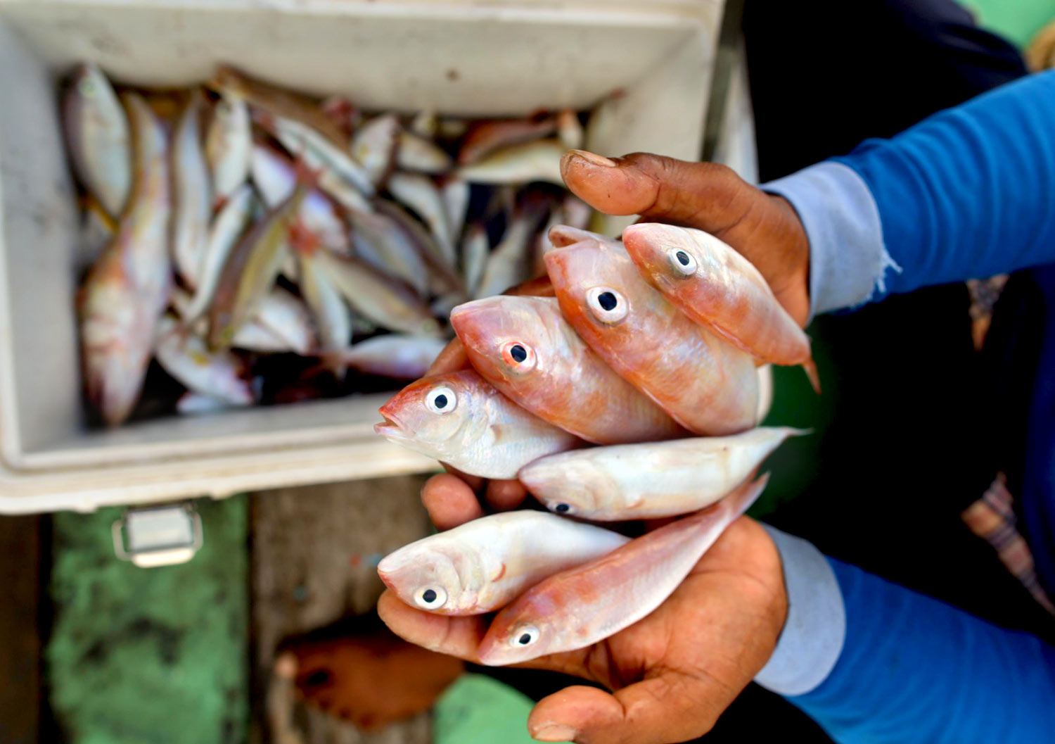 MIND ID Komitmen Perkuat Pendampingan Budidaya Ikan Laut