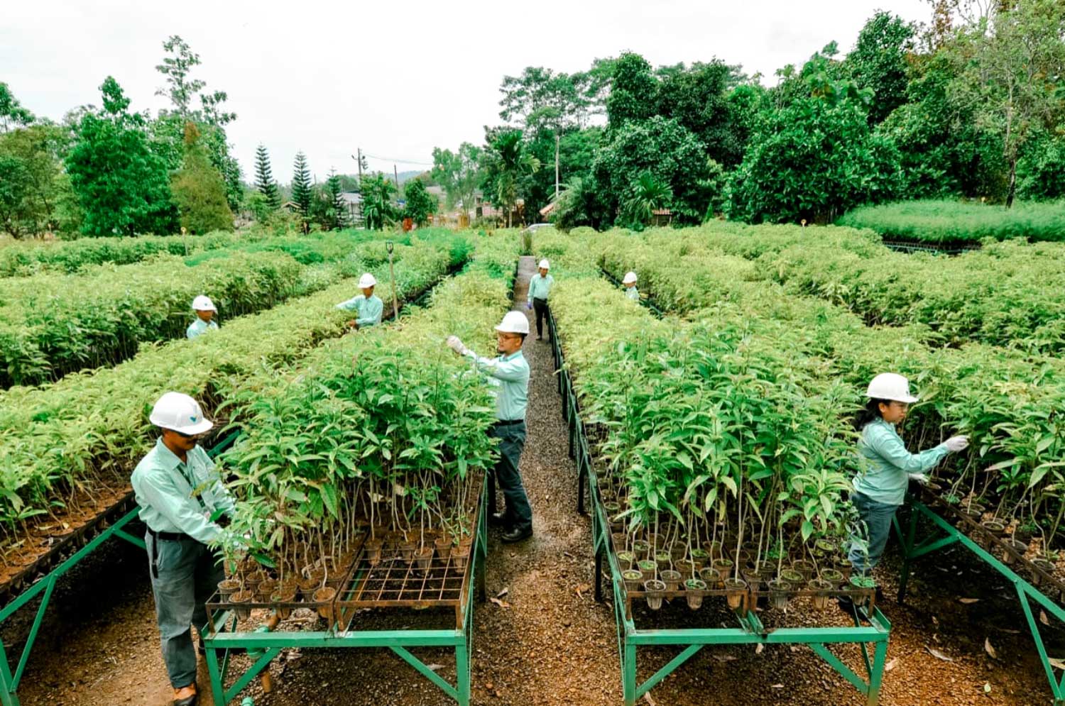 Swasembada Pangan Nasional, MIND ID Berdayakan Petani