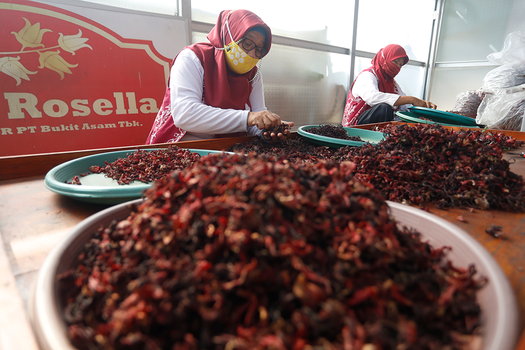Berdaya dalam Budidaya Rosella Muara Enim